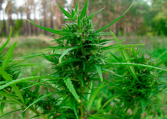 Чем лучше удобрять марихуану вырастить семена конопли