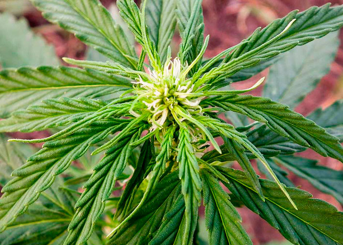Рост и цветение марихуаны сколько выходит из крови конопля