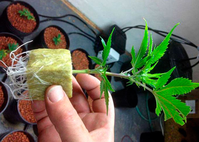 Как вырастить семена конопли с помощью янтарной кислоты марихуана водный способ