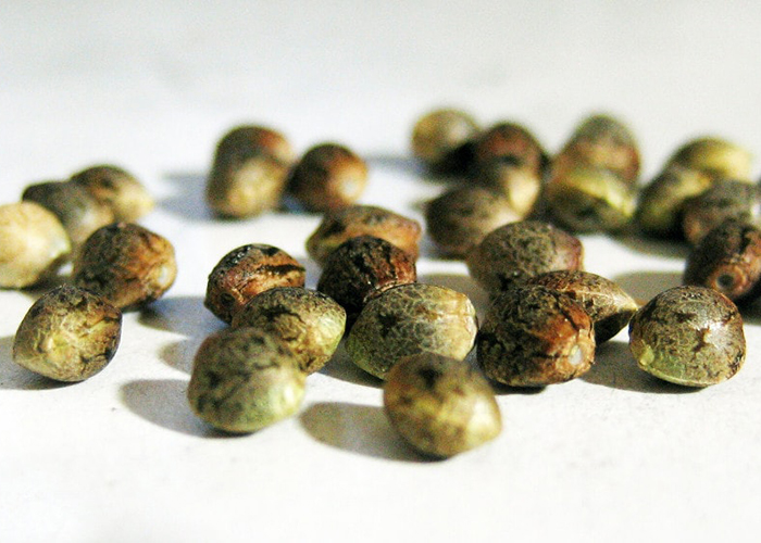 Автоцветущими семена семена cannabis купить