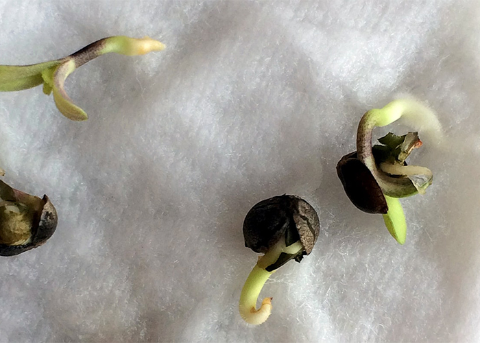 Учимся проращивать семена конопли
