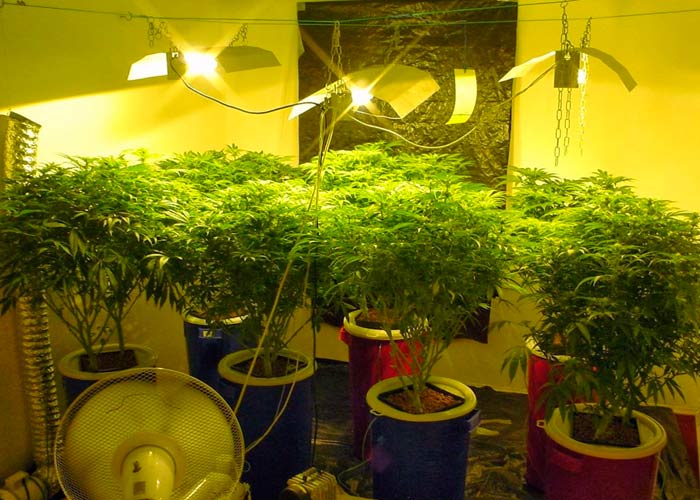 Выращивание марихуаны в доме как частое употребление марихуаны
