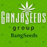 Оптовые цены на семена конопли BangSeeds