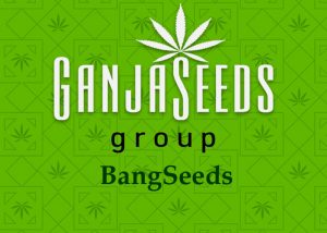 Оптовые цены на семена конопли BangSeeds