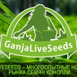 GanjaLiveSeeds – многоопытные новаторы рынка семян конопли