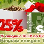 BangSeeds: скидка на семена конопли -25%