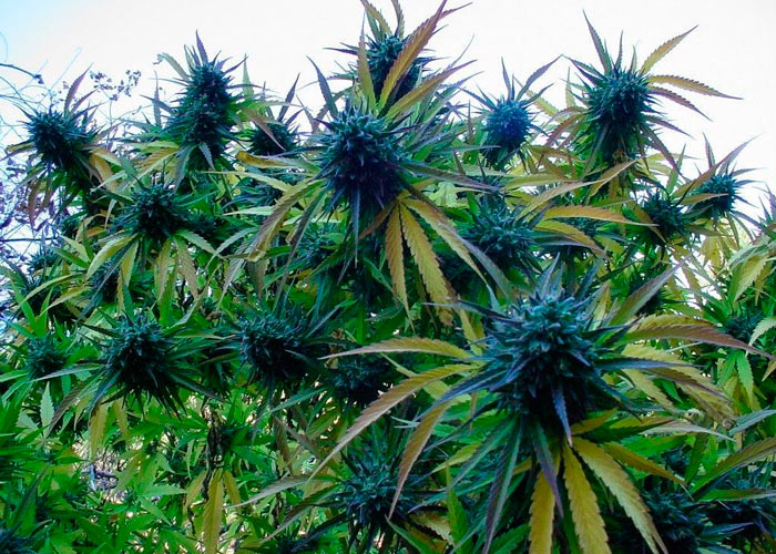 Как вырастить марихуану аутдор марихуана каким цветом