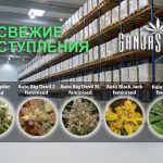 Где лучшие новинки? Только в GanjaSeeds!