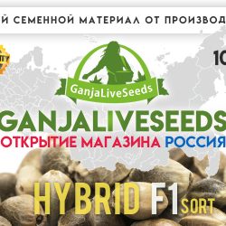 GanjaLiveSeeds Russia – встречайте известного новичка!