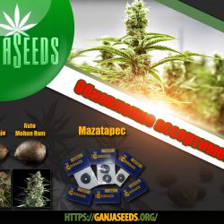 GanjaSeeds обновил ассортимент интересными новинками