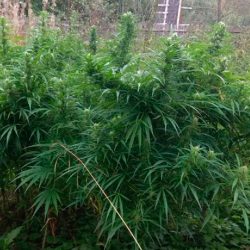 выращивание марихуаны в гроубоксе