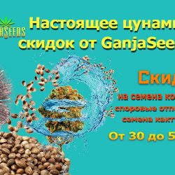 семена марихуаны казахстане