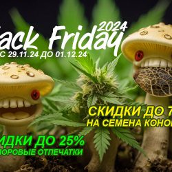 GanjaSeeds: Черная Пятница 2024 – скидки до 70%!