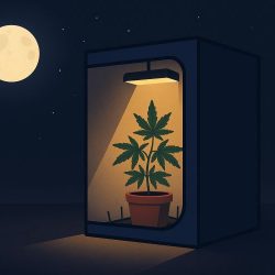 Световое загрязнение: скрытая угроза