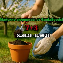 Майские сюрпризы от GanjaSeeds!