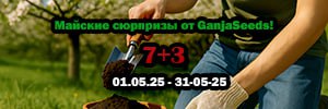 Майские сюрпризы от GanjaSeeds!