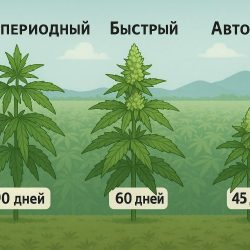 Каннабис Fast Version