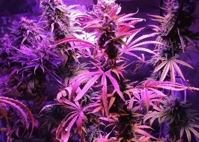 Acapulco Gold